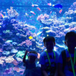 S.E.A AQUARIUM: The First Glowing Ocean in South East Asia