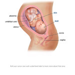 PREGNANCY WEEK 30 – 33