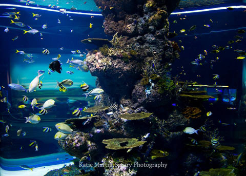 SEA Aquarium 'Mummy And Me', Resort World Sentosa